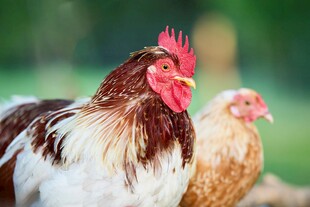 田园中两只色彩鲜艳的鸡