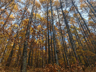 秋日金黄树林美景