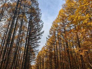 秋日金黄水杉林美景