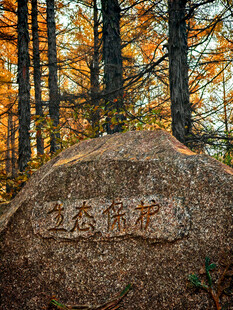 秋日林间刻字巨石