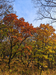 秋日山林斑斓美景
