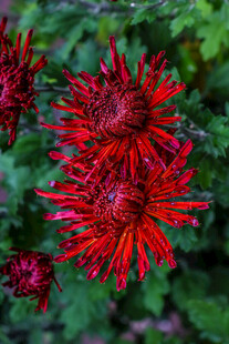 艳丽红色菊花绽放