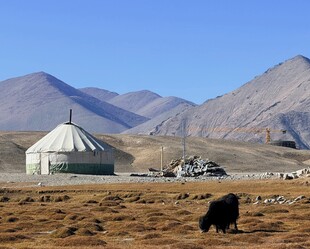 草原上的蒙古包与牦牛