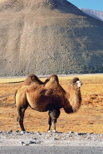 沙漠中的单峰骆驼