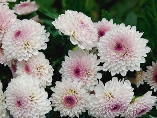 粉色雏菊花卉特写