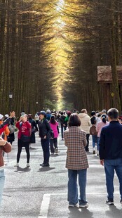 冬日林间漫步的人群