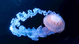 梦幻水母展现灵动之美