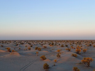 沙漠黄昏中的稀疏植被
