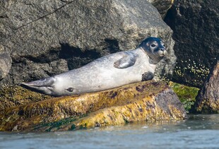 岩石上休憩的海豹