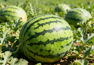 田间成熟的大西瓜