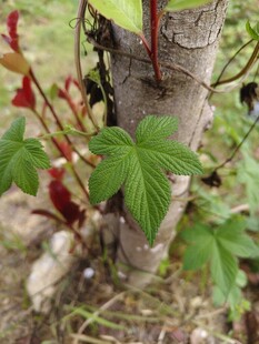 树干上嫩绿的新叶