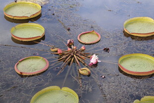 水中王莲与绽放花朵