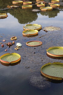 水面上的王莲巨型叶片