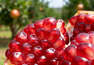 饱满多汁的红石榴