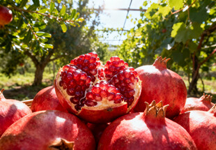 红石榴堆于果园中