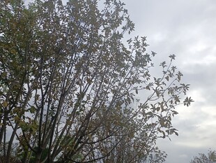 阴天中的繁茂树木