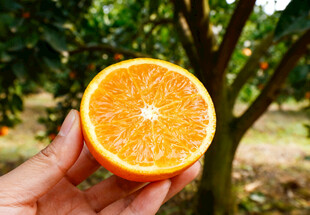 手捧鲜切橙子