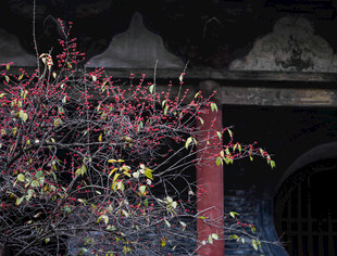 古墙边的绚烂花枝