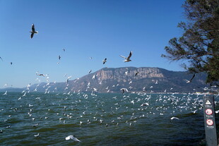 昆明滇池的海鸥