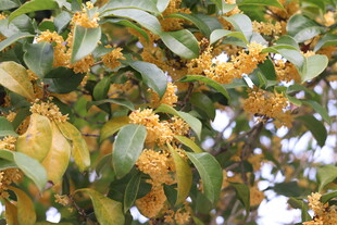 枝头绽放的金黄桂花