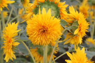 灿烂向日葵花海