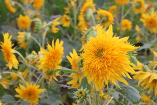 金黄灿烂的向日葵花海