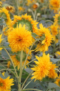 金黄灿烂的向日葵花海