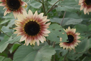 多彩向日葵绽放