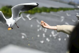 喂海鸥