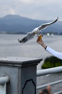 喂海鸥