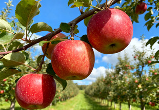 果园的红苹果
