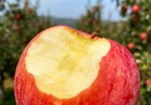 咬了一口的红苹果