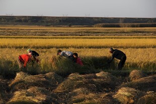 稻田收割