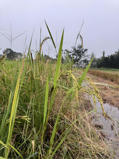 稻苗