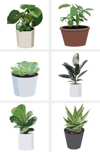 多样盆栽植物展示