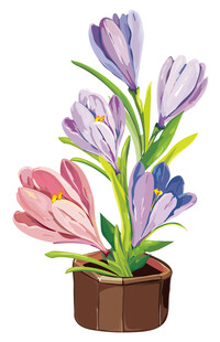 盆栽番红花绽放美丽