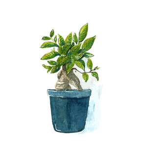 盆栽绿植清新自然之美