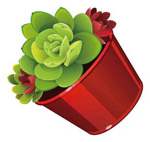 红色花盆中的可爱多肉