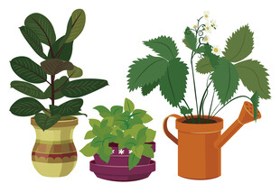 多彩盆栽装点生活空间