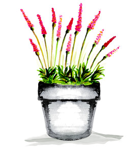 水彩风盆栽中的鲜艳花卉