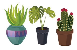 多彩盆栽植物组合展示