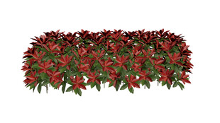 红叶石楠绿篱高株3D模型