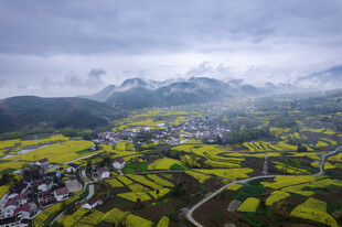 春日山村油菜花海美景