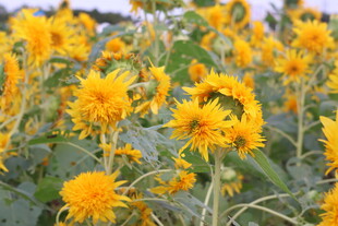 灿烂向日葵花海