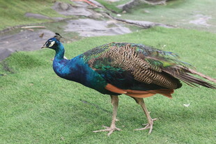 草地上的美丽孔雀