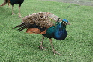 草地上的美丽孔雀