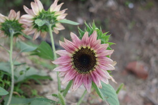 粉色向日葵绽放