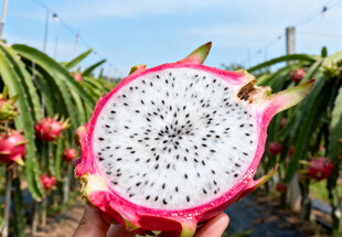 手捧切开的白心火龙果