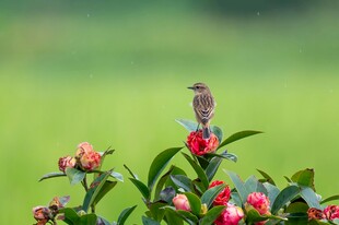 小鸟栖于繁花绿叶间