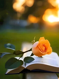 书香玫瑰